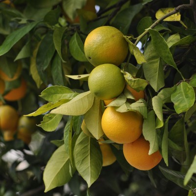 Which fruit is right for your outdoor space?