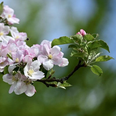 How and when should I plant fruit trees?