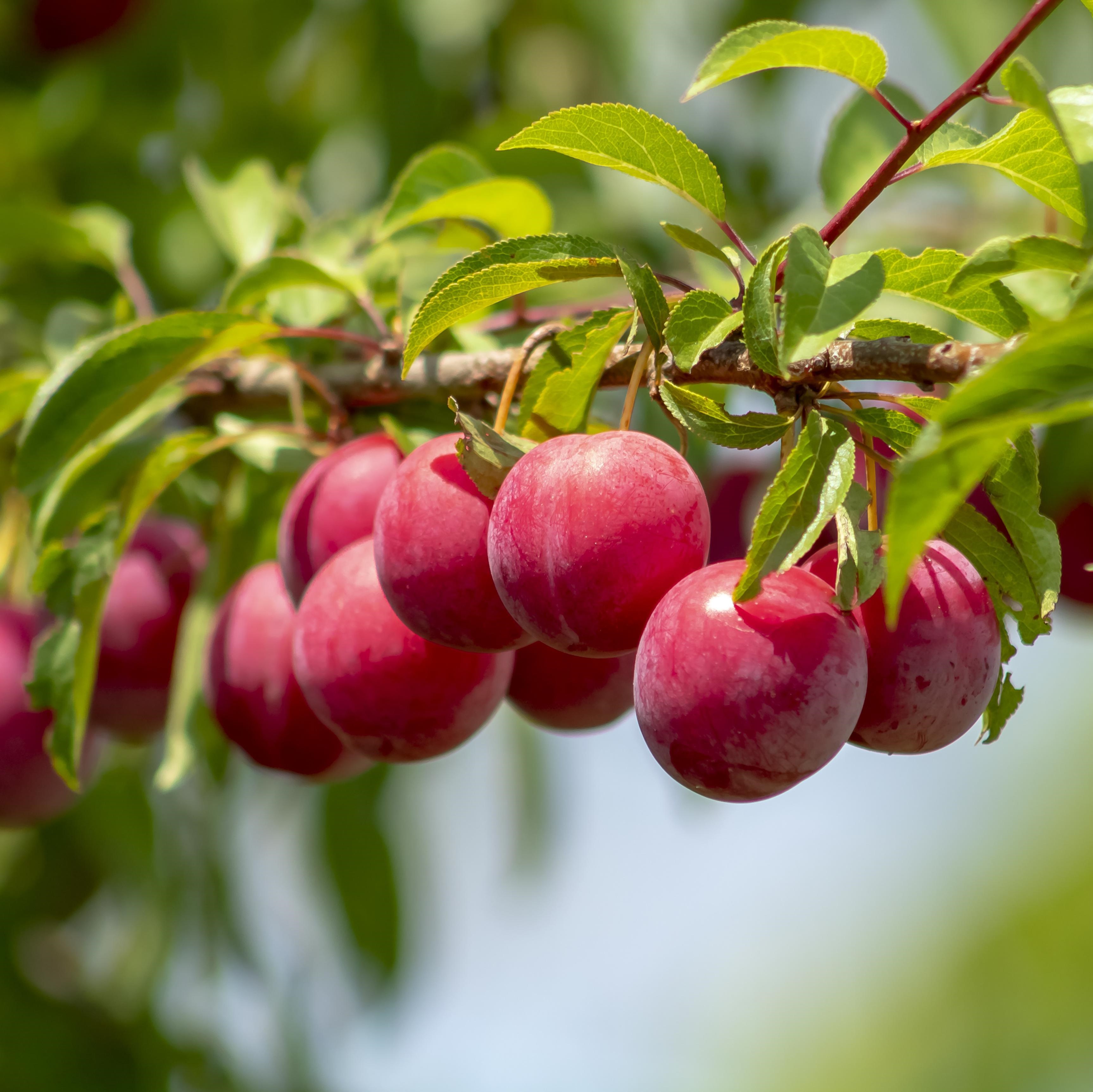 Fruiting Plants at Poplar