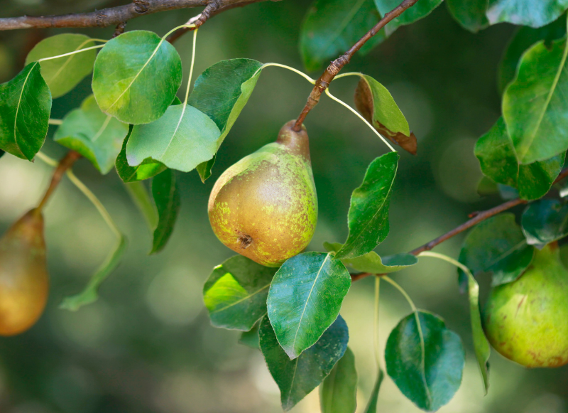 When and how should I prune fruit trees?