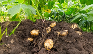 Growing Seed Potatoes