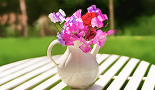 Grow fragrant sweet peas