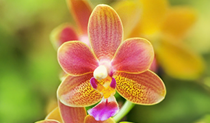 Orchid Know How