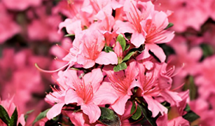 This Month in the Garden - April