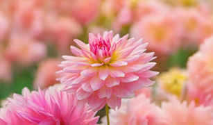 Summer Flowering Bulbs Available Now!