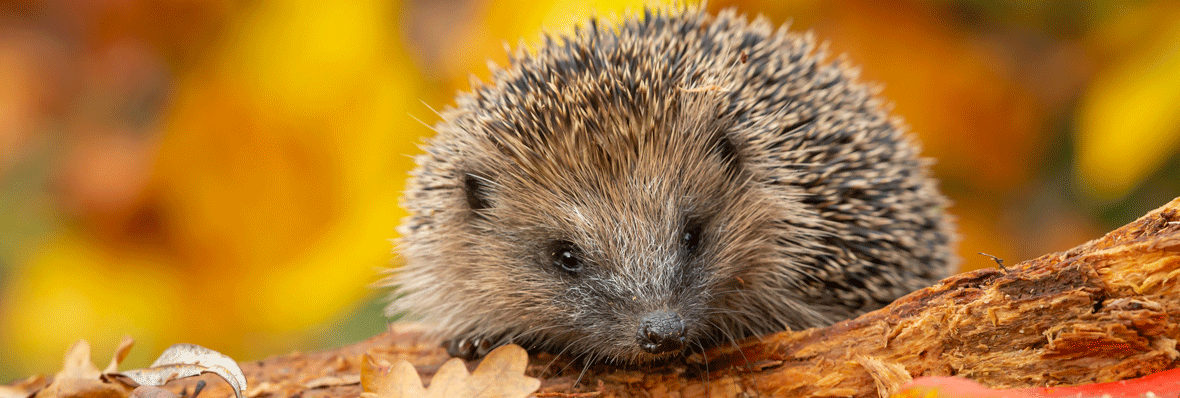 National Hedgehog Awareness Week, 4th - 10th May 2025