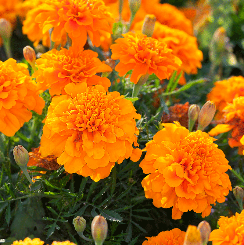 Stocking the best of the season