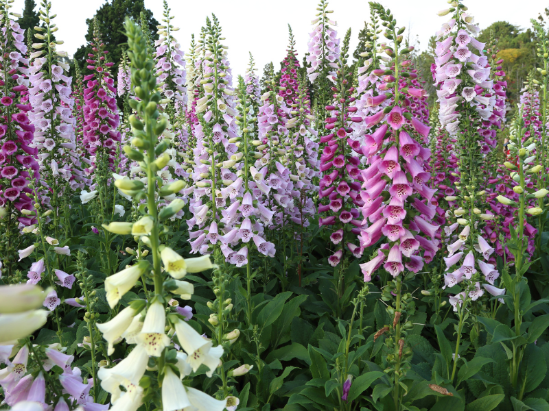 Discover a wide array of perennial plants and flowers