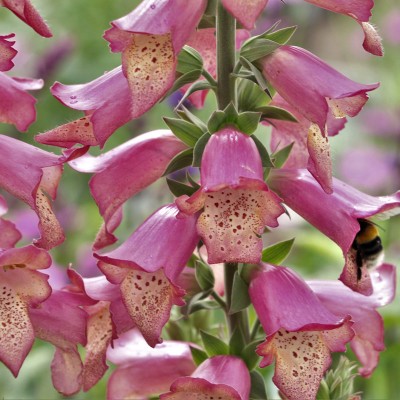 Other shade-loving plants