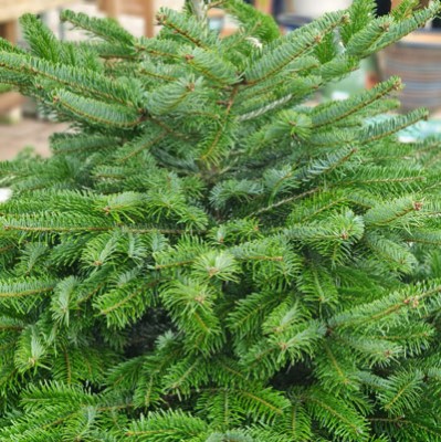 Christmas trees for sale in Colchester, Essex