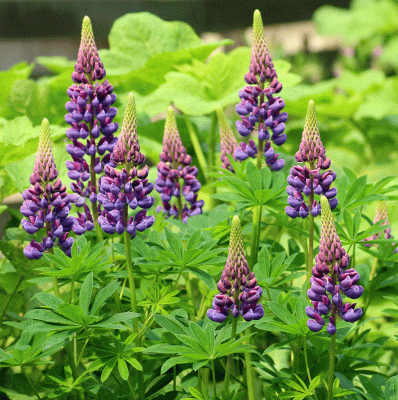 What is a perennial plant?