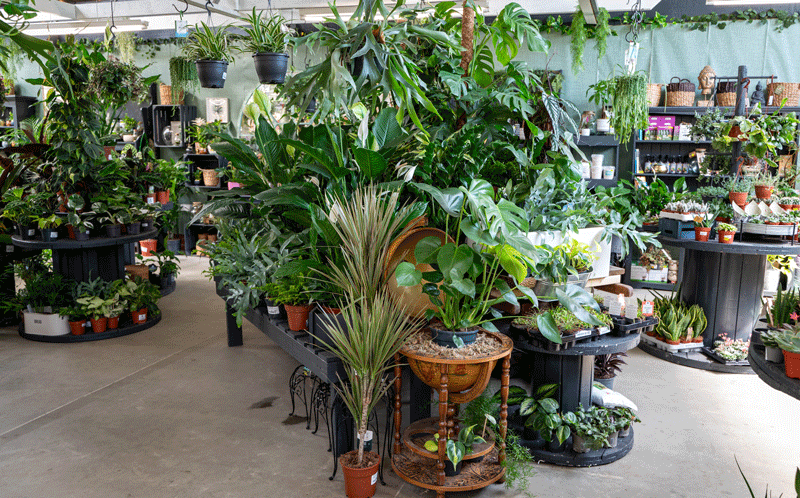 Enhance your interiors with houseplants