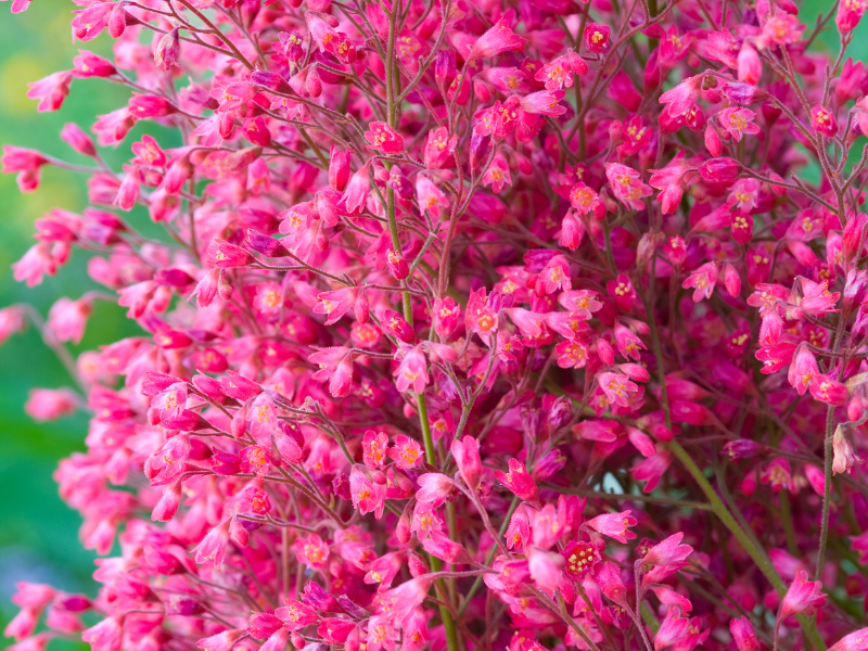 Add instant colour to your garden