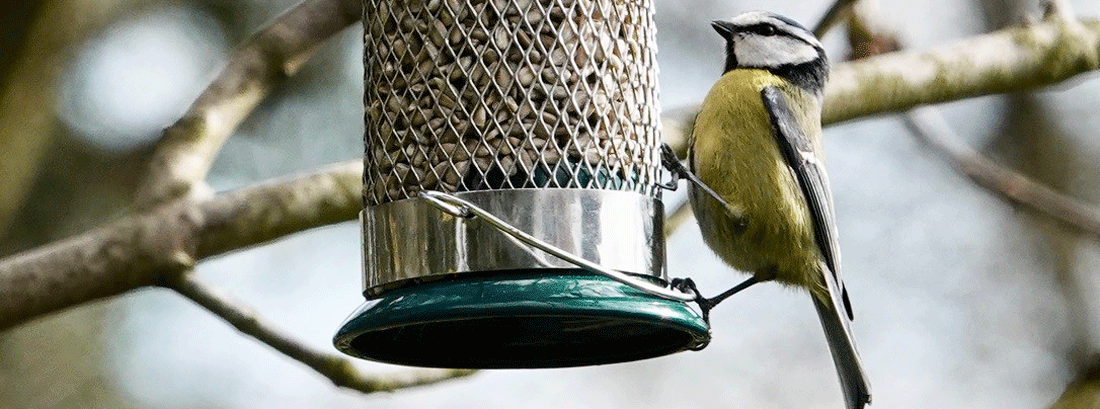 Bird feeders 