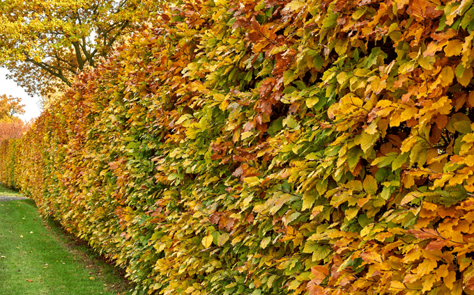 Transform your garden with structural hedges and conifers