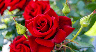 Hybrid tea roses