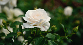 Roses for special occasions