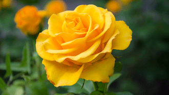 Patio roses