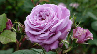 Floribunda roses