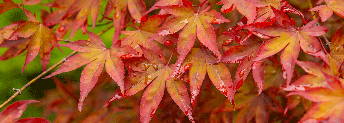 Autumn Is The Perfect Time For Tree Planting