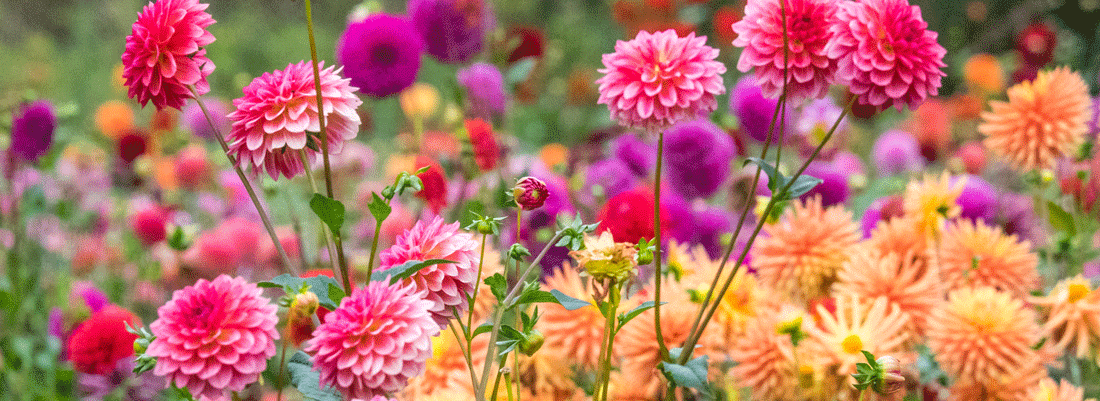This Month in the Garden - September