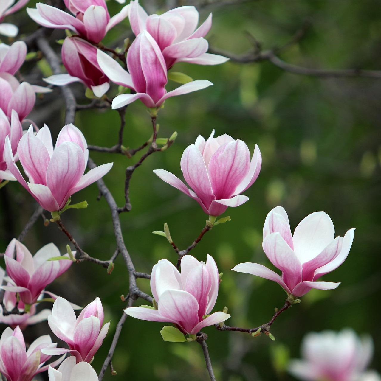 Spring interest
