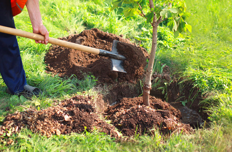How to plant a tree