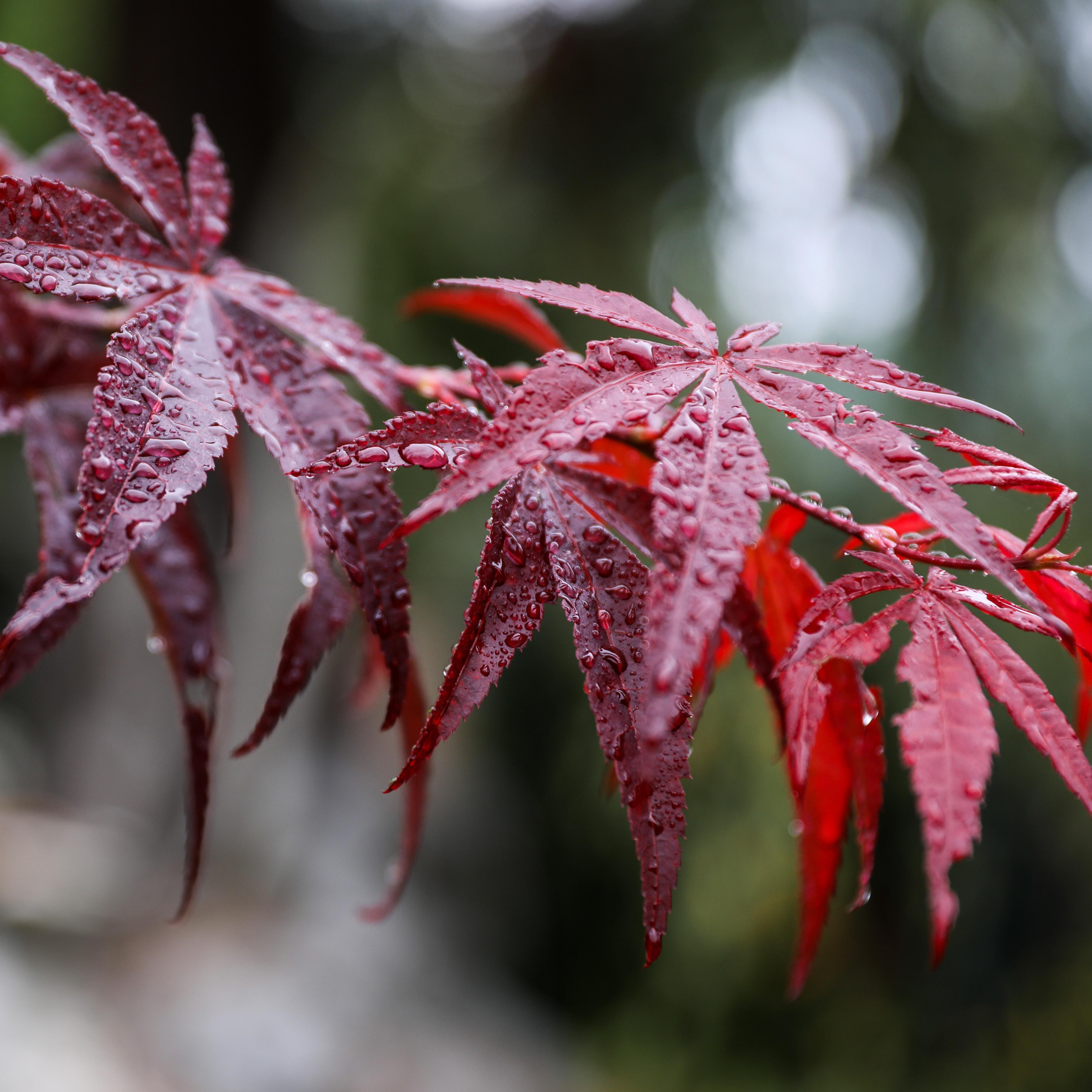 Trees / Ornamental Trees