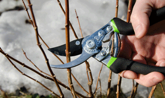 This Month in the Garden - November