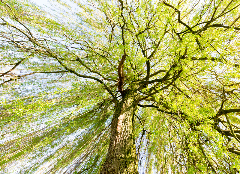Add beauty, structure and seasonal interest with trees