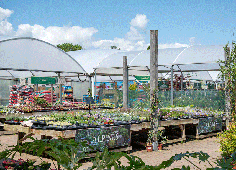 What are alpine plants?