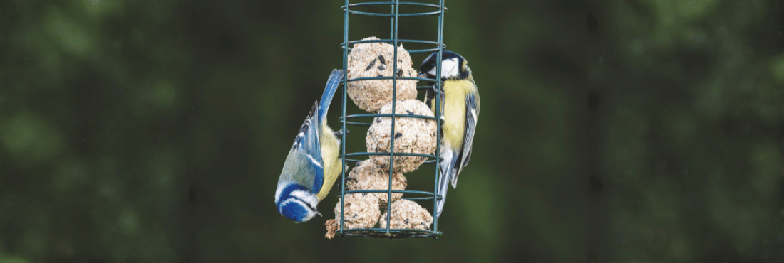 How to Attract Birds to Your Garden and Why It Matters