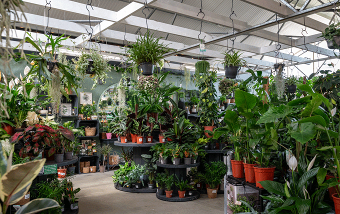 Discover your perfect plants