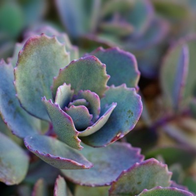 Succulents