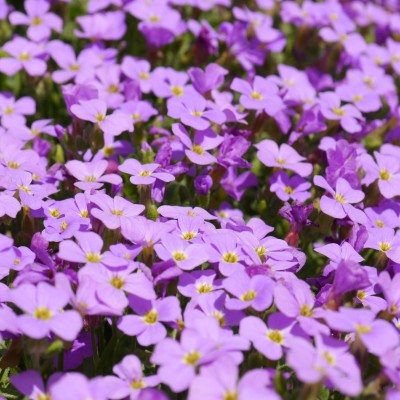 Add vibrant colour, texture, and charm to your gardens