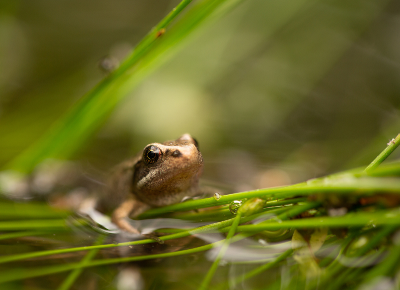 How to plant pond plants