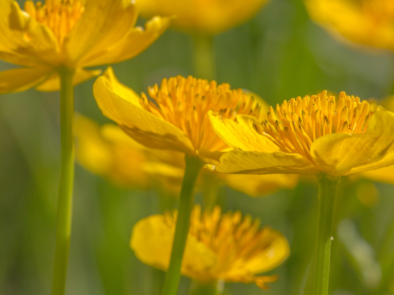 Visit us for a selection of aquatic and pond plants