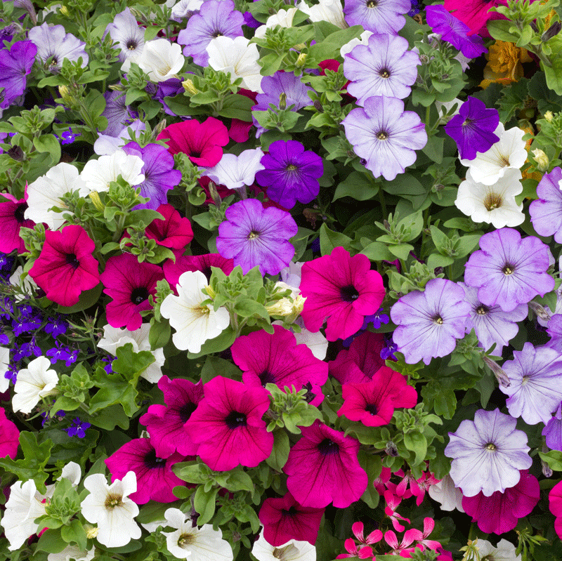 Spring summer pack bedding