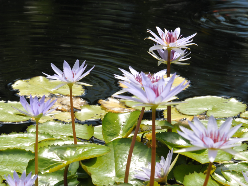 Add beauty, oxygen, and wildlife support to ponds with aquatic plants