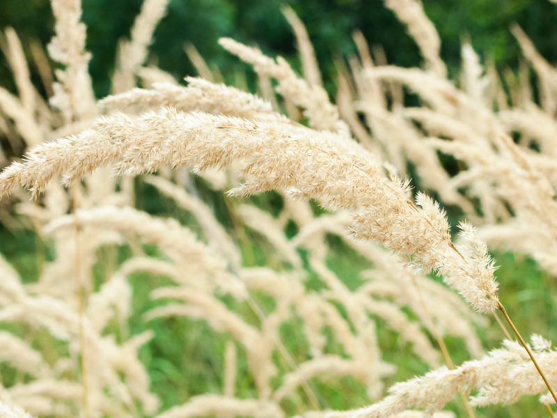 Wide selection of ornamental grasses and bamboo