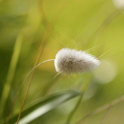 How to plant bamboo and ornamental grasses