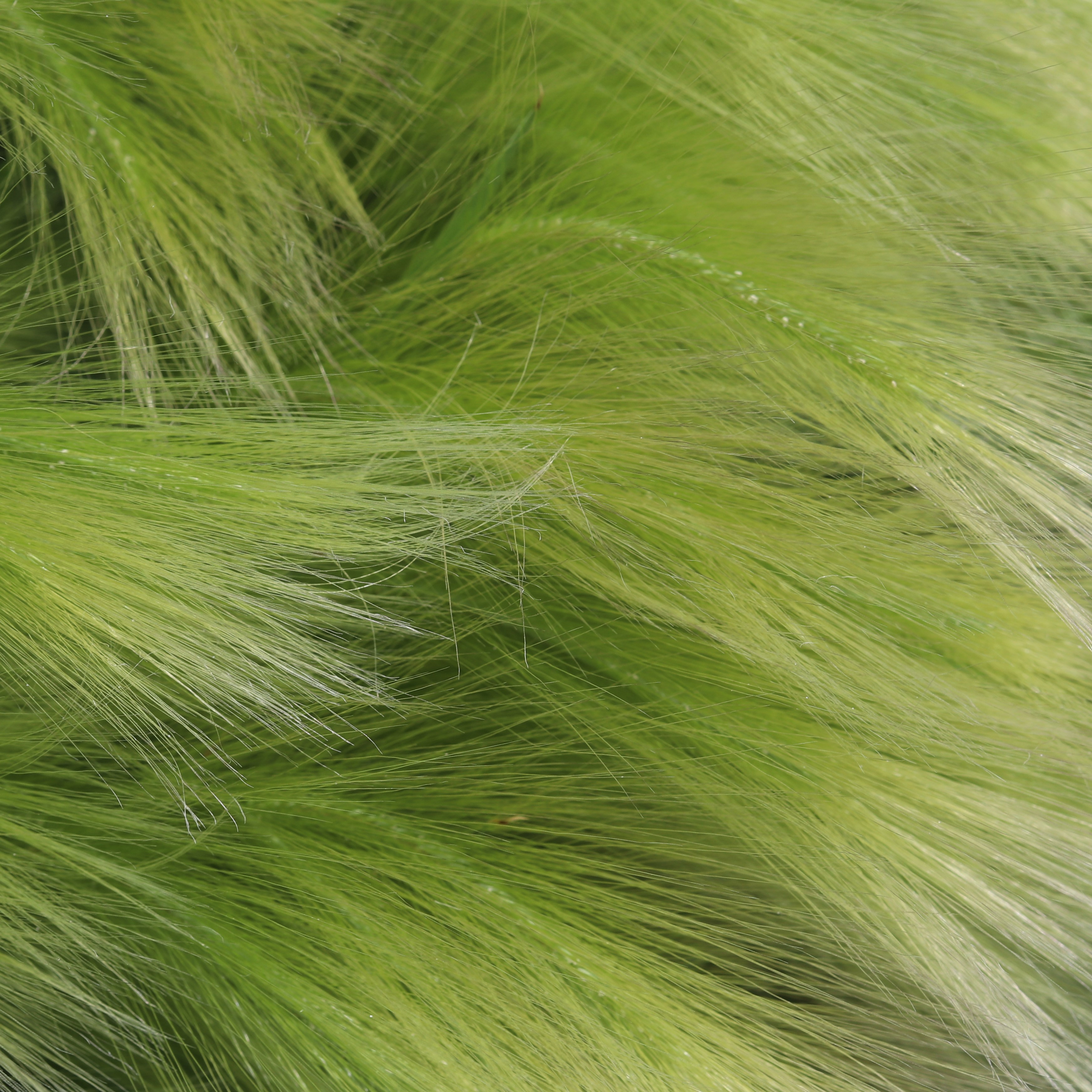 Foliage