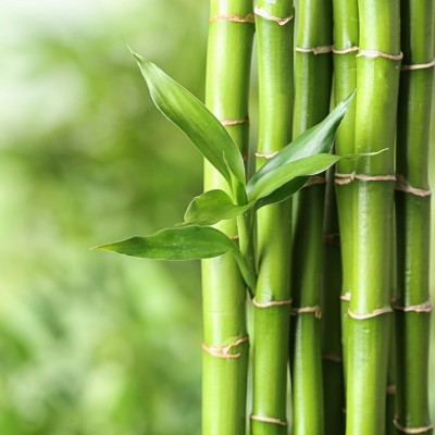 Bamboo