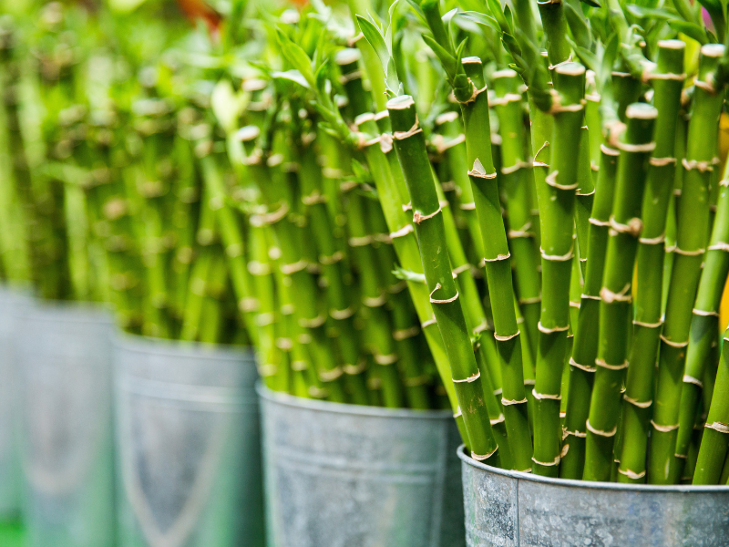 Bamboo root control barrier