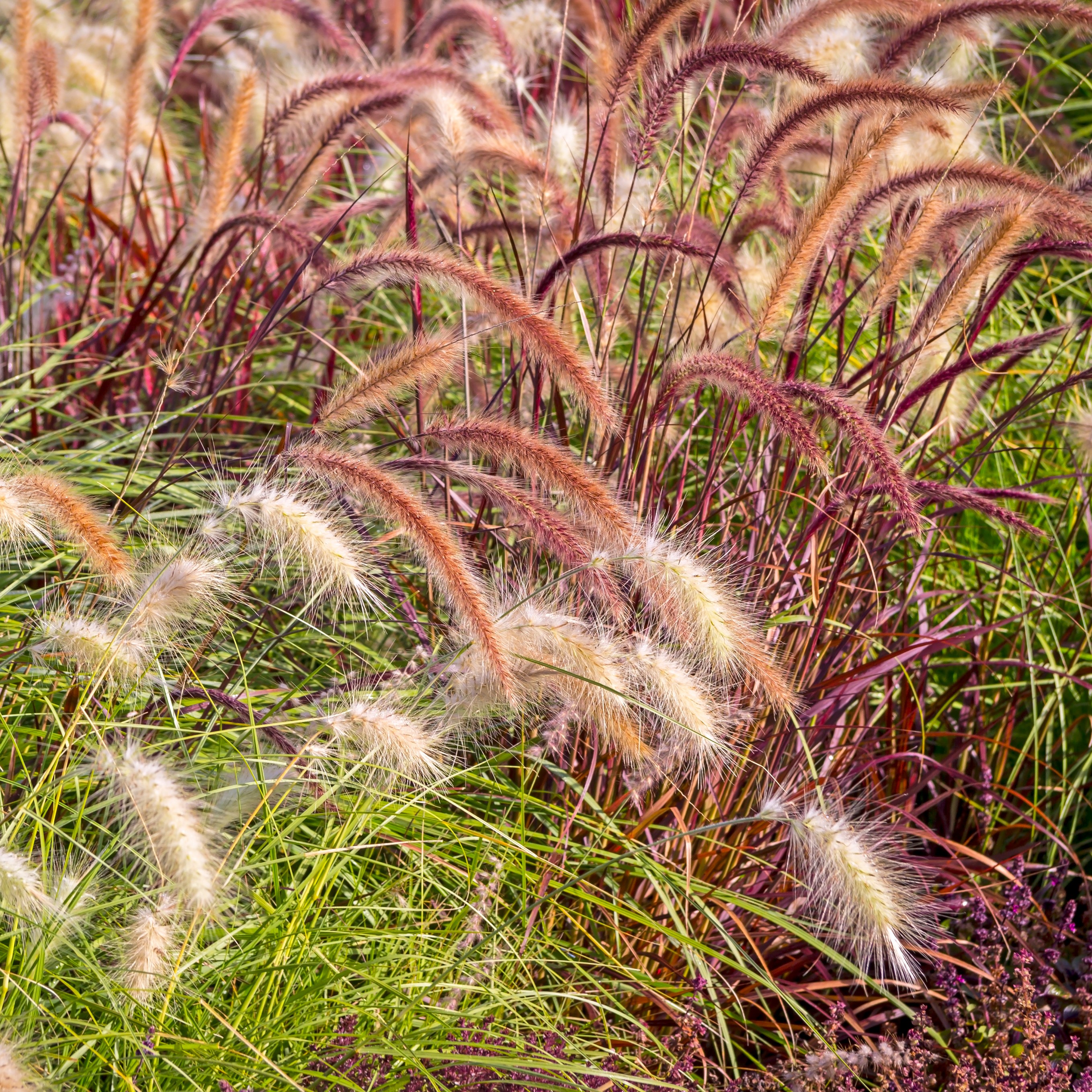 Ornamental grasses 