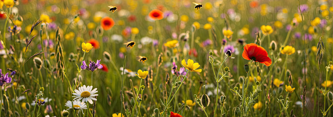 No Mow May: Why a Month of Doing Less Can Help Nature Do More 