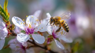Why World Bee Day Matters More Than Ever