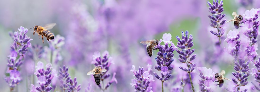 Why World Bee Day Matters More Than Ever
