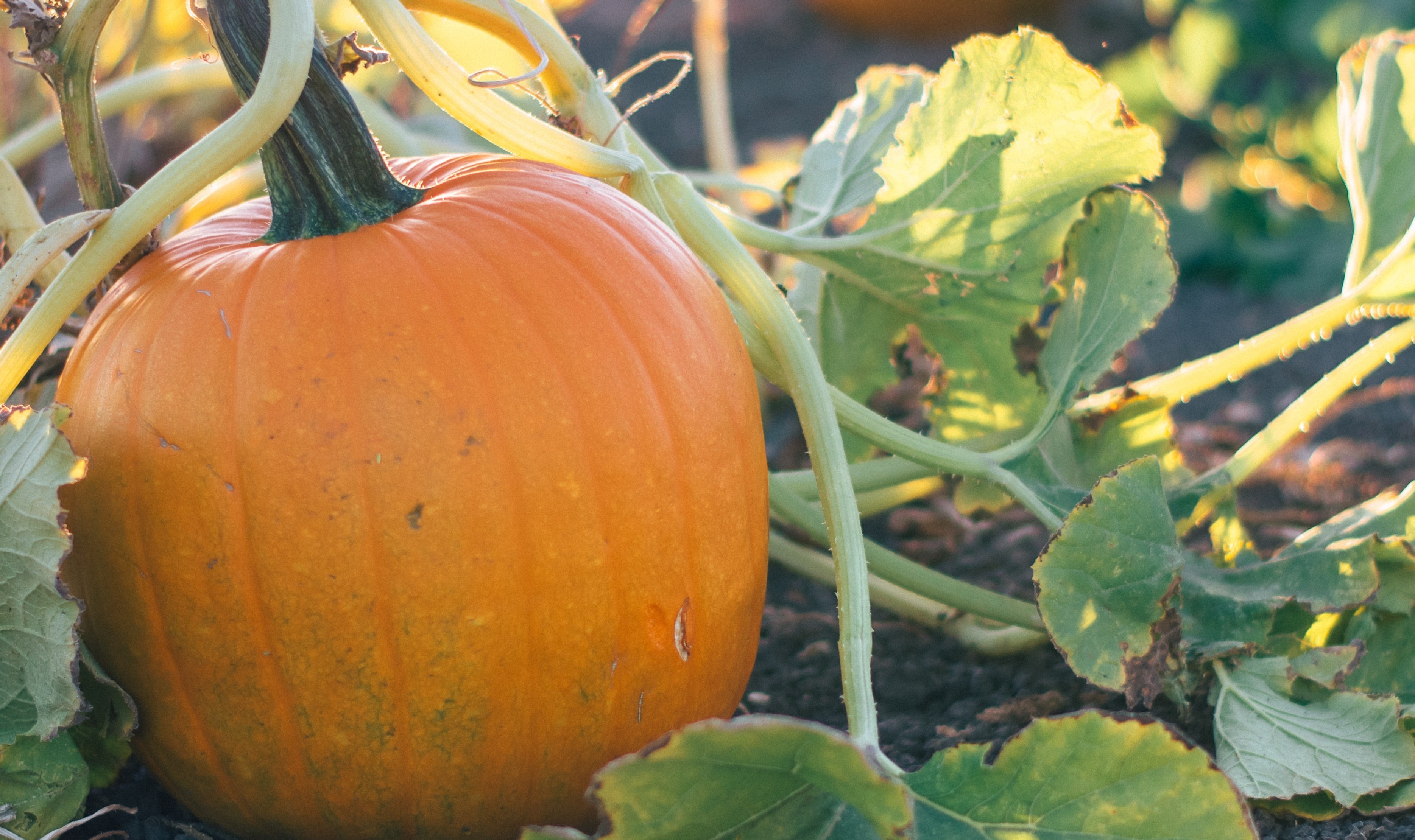 “Half-Term Gardening: Easy Plants Kids Will Love Growing”   