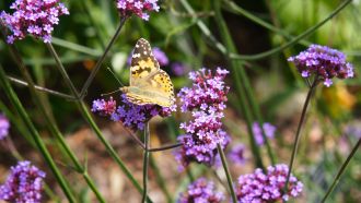 What to Plant in June (UK): The Essential Guide for a Thriving Summer Garden 